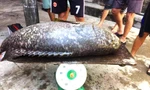 Thu hoạch cá mú “khủng” ở Huế