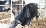 Bò tót lai suy kiệt vì hầu như chỉ nhai rơm khô 