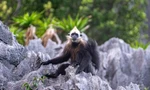 Thăm đàn Voọc nằm trong sách đỏ thế giới cực hiếm gặp trên đảo Cát Bà