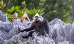 Thăm đàn Voọc nằm trong sách đỏ thế giới cực hiếm gặp trên đảo Cát Bà