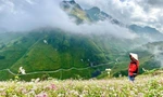 Những bức ảnh 'Check-in' Hà Giang tuyệt đẹp mùa hoa tam giác mạch