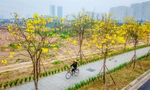 Hàng cây phong linh nở hoa vàng rực rỡ giữa lòng Thủ đô