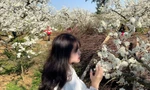 CLIP : Mùa hoa mận trắng Mộc Châu 