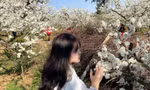 CLIP : Mùa hoa mận trắng Mộc Châu 
