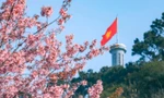 Mùa hoa anh đào nở rực rỡ tại Hà Giang