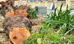 Loạt cây xanh ở trung tâm TPHCM bị đốn hạ