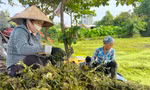 Bất ngờ hình ảnh người dân gặt lúa, chăn vịt... giữa những khu đất 'kim cương' ở TPHCM
