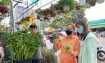 Cây kiểng mini hút khách