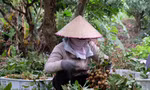 Nhãn rụng đầy vườn nhưng không có người mua