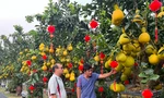 Loại quả từ Bắc vào được thắt nơ, vàng rực và thơm lừng cả con phố ở TPHCM