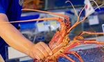 Tôm hùm Úc giảm giá tới 60%