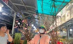Tuyết mai, đào cành 'đi máy bay' đổ bộ TPHCM, giá chỉ từ vài chục nghìn đồng