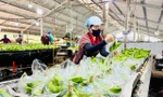 Chuối Việt Nam 'nhảy vọt’ ở Trung Quốc