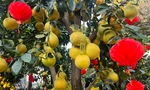 Bưởi Diễn vàng rực giá hàng chục triệu đổ bộ Sài thành