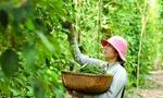 Xuất khẩu hồ tiêu sang UAE, doanh nghiệp Việt nguy cơ mất hơn nửa triệu USD
