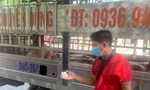 Công an chặn đứng vụ vận chuyển lợn nhiễm dịch về Hải Phòng tiêu thụ