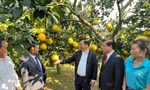 Bí quyết thoát nghèo, đưa bưởi Diễn ở miền núi Hòa Bình vươn ra biển lớn