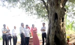 Vì sao cây me cổ thụ ở Long An được công nhận là Cây Di sản Việt Nam?