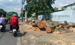 Đốn hàng loạt cổ thụ làm đường kết nối sân bay Tân Sơn Nhất