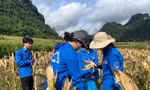 Thu hoạch ngô cho người dân.