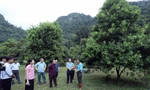 Ở Lạng Sơn có nhiều mô hình phát triển, xây dựng kinh tế gắn với đồi, rừng -Ảnh: PV