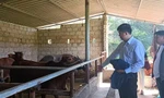 Học hỏi mô hình phát triển đàn bò. Ảnh: Duy Chiến 