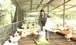 Phát triển mô hình chăn nuôi vịt OCOP trên địa bàn tỉnh Lạng Sơn. 