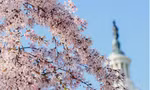 Hoa anh đào nở gần trụ sở Quốc hội Mỹ. (Ảnh: Reuters)