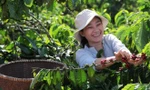 Tín hiệu vui cho người trồng cà phê