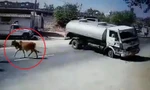 Clip: Bò thả rông lững thững sang đường, tài xế xe bồn bẻ lái 180° khét lẹt 