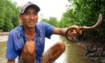 Bắt lịch bằng lưỡi câu kiếm tiền triệu mỗi ngày ở Cà Mau