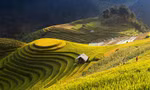 Ruộng bậc thang Hoàng Su Phì mùa lúa đang chín như người con gái đẹp kiêu kỳ