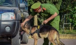 Những lần phá án ma túy của lực lượng chó nghiệp vụ
