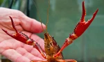 Tôm hùm đất nguy hiểm như thế nào?