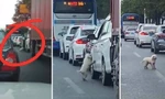 Chú chó lông trắng bị thả xuống giữa làn xe