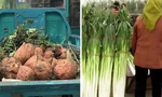 Hình ảnh những củ khoai lang to hơn đầu người và cây hành cao ngang người trong video được chia sẻ gần đây