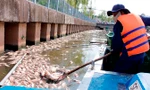 Lực lượng chức năng vớt hơn 14 tấn cá nhưng vẫn chưa hết cá chết.