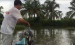 Đập sào đuổi cá rô phi vào lưới ở miền Tây