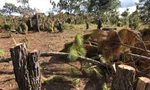 Cây rừng bị cưa hạ ngổn ngang