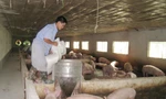 Bộ NN&PTNT yêu cầu kiểm soát xuất khẩu lợn tiểu ngạch nhằm tránh hệ lụy. Ảnh: Bình Phương