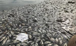 Hà Nội: Cá chết trắng ở hồ Yên Sở