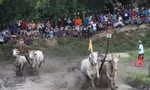 Đôi bò vô địch hội đua chùa Rô: Bò được ăn trứng, uống nước dừa tươi