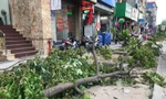 Hà Nội: Cây xanh vỉa hè bị đào, chặt như ‘đốn củi’
