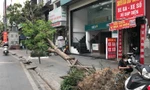 Hơn 1 tháng trôi qua, nhiều cây xanh gãy, đổ ở Hà Nội vẫn chưa được xử lý