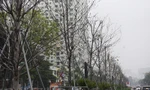 Hàng cây phong lá đỏ sắp bị thay thế ở Hà Nội
