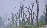 Hà Nội: Loạt cây xanh chết khô ở đại lộ Thăng Long, đơn vị nào chịu trách nhiệm?
