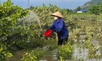 Sau lũ, cấp tốc 'tắm lá' cứu vườn cây bạc tỷ ven sông Lô