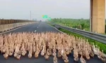Hàng trăm con vịt 'đại náo' cao tốc Trung Lương - Mỹ Thuận