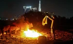 Người đàn ông chăn trâu bò giữa lòng TPHCM