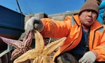 Ngư dân Trung Quốc sợ hãi vì 'cướp biển 5 chân' ăn sạch ngao